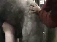 Horse dick wrecking a gay's ass in animal anal sex video